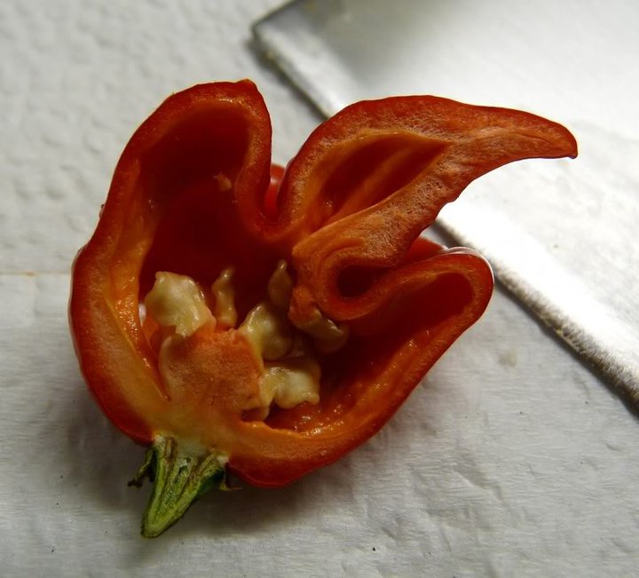 scorpion pepper